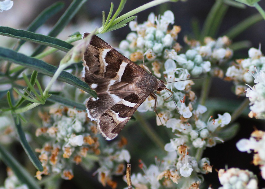 lepidottero da id - Grammodes stolida