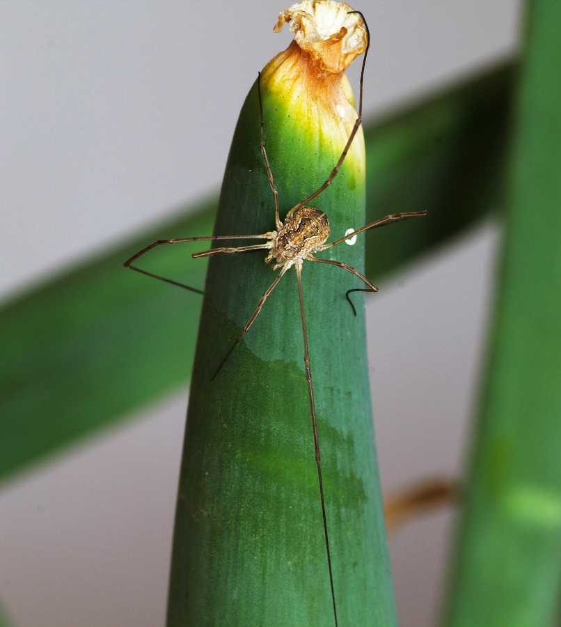 Phalangiidae: cfr. Mitopus sp.