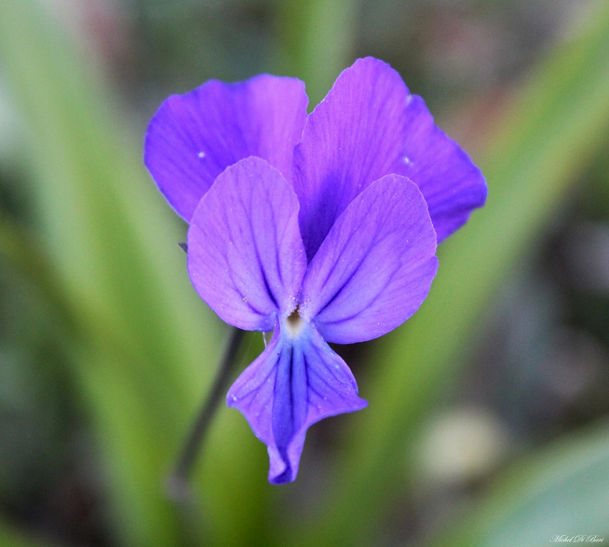 Viola cfr. merxmuelleri