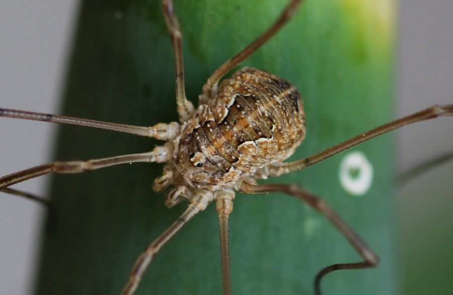 Phalangiidae: cfr. Mitopus sp.