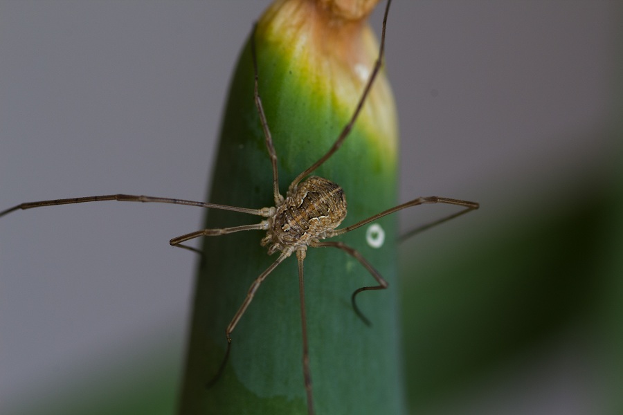 Phalangiidae: cfr. Mitopus sp.