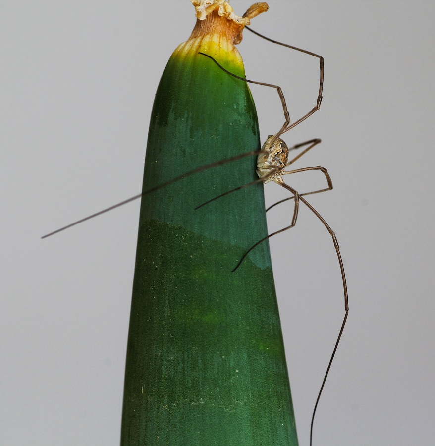 Phalangiidae: cfr. Mitopus sp.