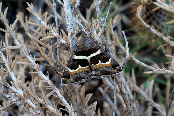 lepidottero da id - Grammodes stolida