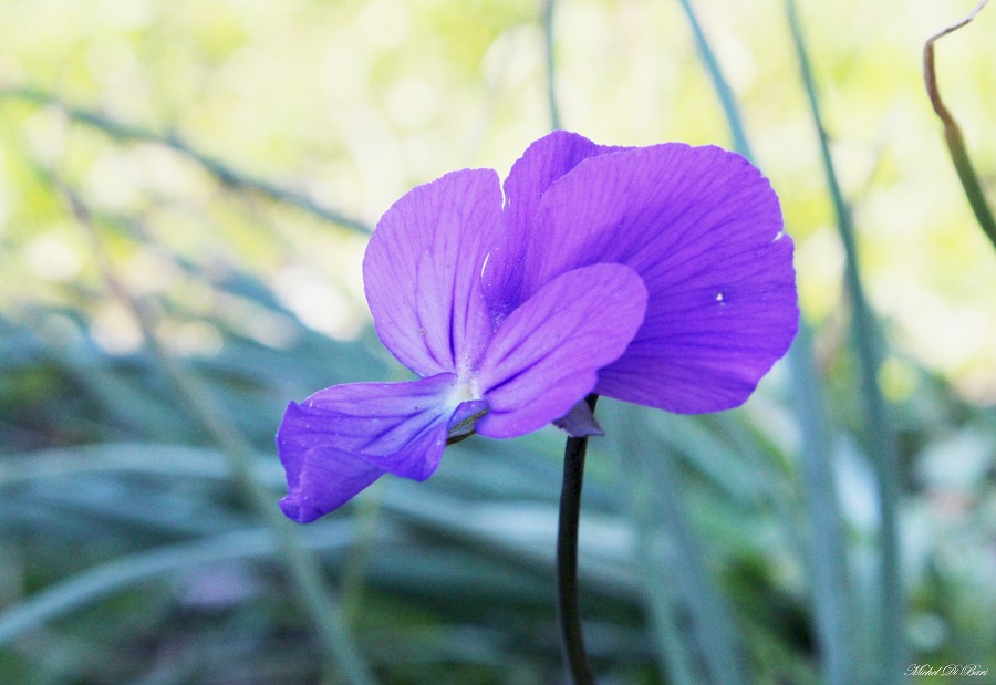 Viola cfr. merxmuelleri