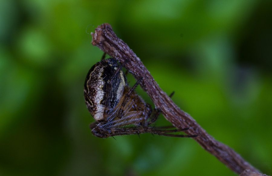 Araneidae: Zilla diodia  - Monte S.Angelo Gargano (FG)