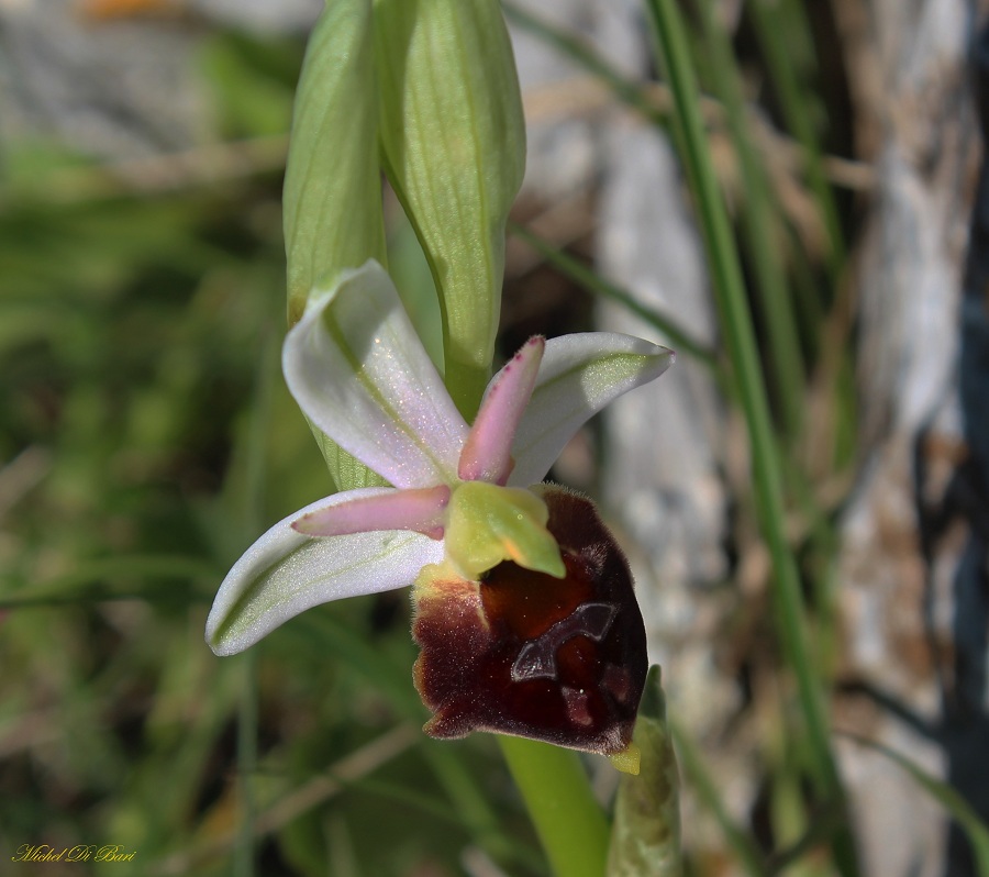 Ophrys biscutella