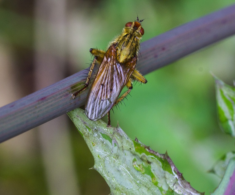 Da id. :    Scathophaga stercoraria