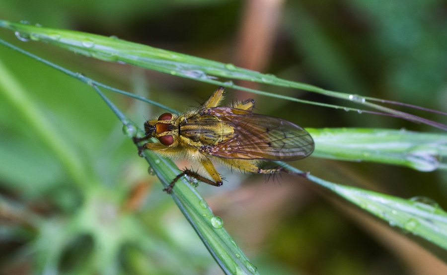 Da id. :    Scathophaga stercoraria