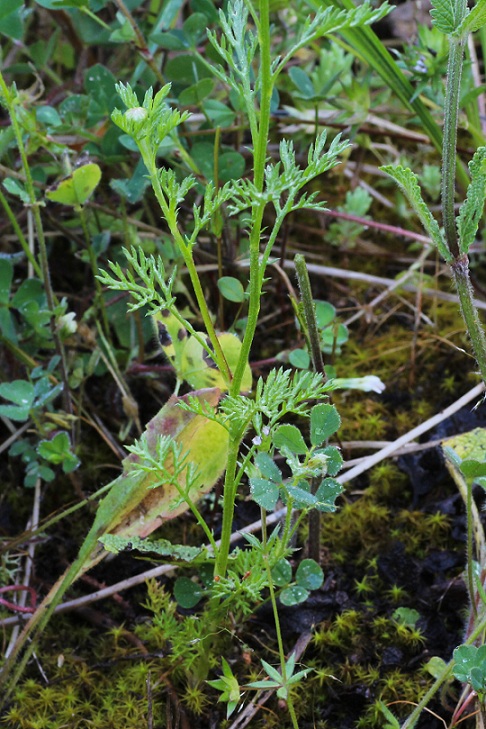 cfr. Cota altissima