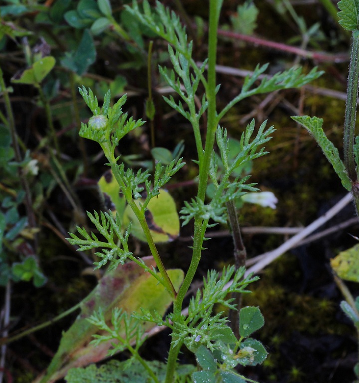 cfr. Cota altissima