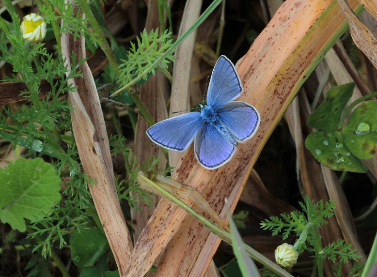 Farfalle da id. :  Polyommatus sp. e Polyommatus thersites (Lycaenidae)