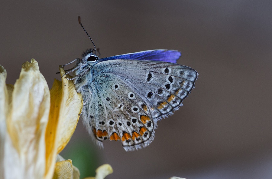 Farfalle da id. :  Polyommatus sp. e Polyommatus thersites (Lycaenidae)