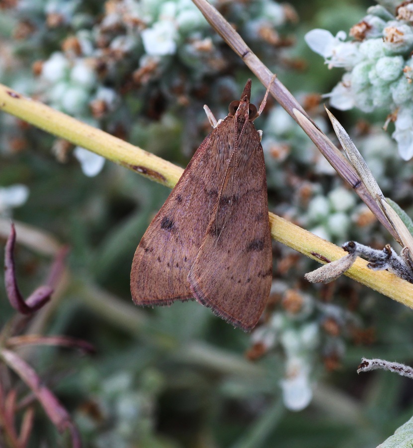 Da determinare - Uresiphita gilvata, Crambidae