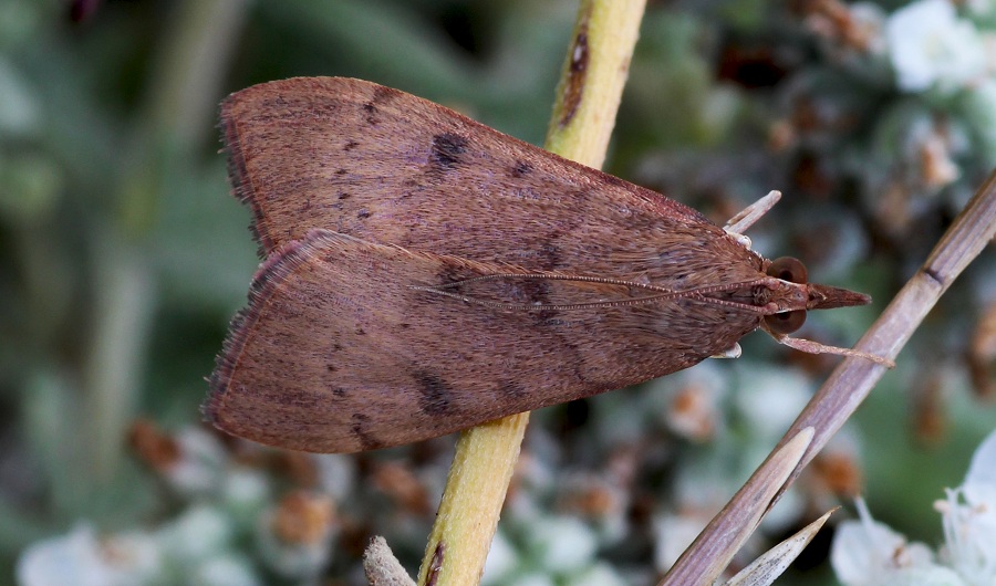 Da determinare - Uresiphita gilvata, Crambidae