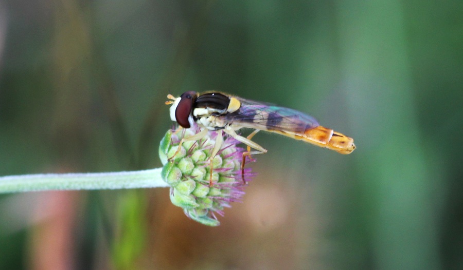 Syrphidae:  Sphaerophoria scripta maschio