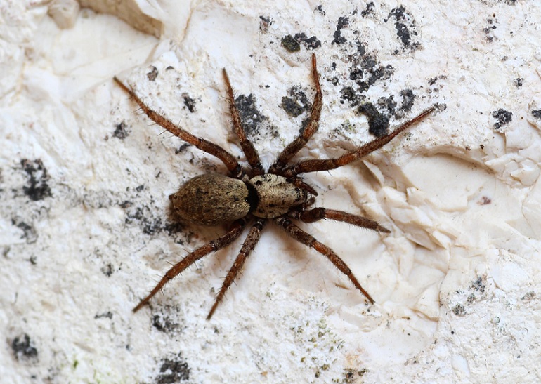 Gnaphosidae: Nomisia exornata  - Manfredonia Gargano (FG)