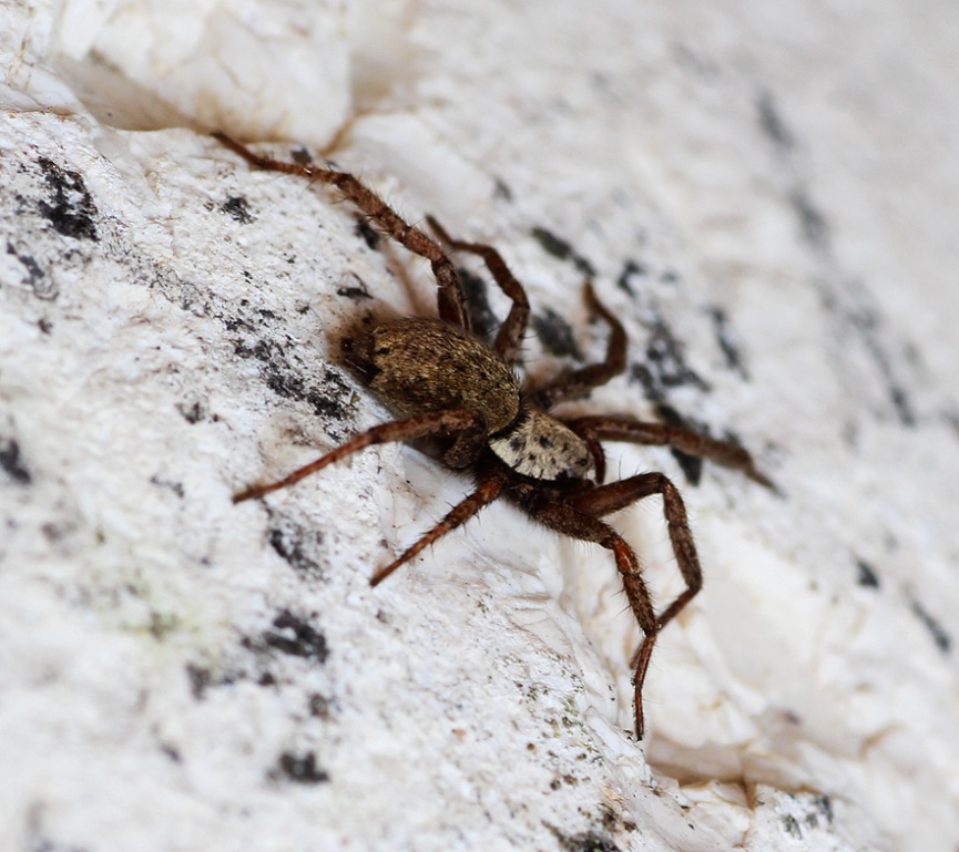 Gnaphosidae: Nomisia exornata  - Manfredonia Gargano (FG)