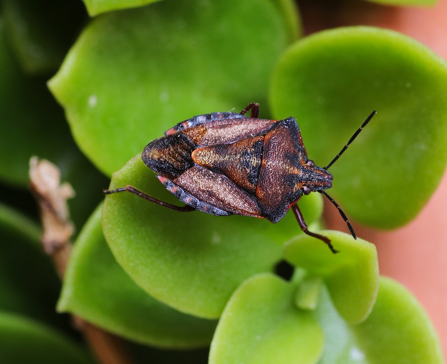 Pentatomidae: Carpocoris mediterraneus mediterraneus