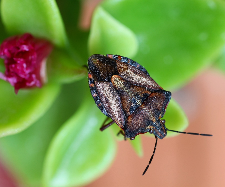 Pentatomidae: Carpocoris mediterraneus mediterraneus