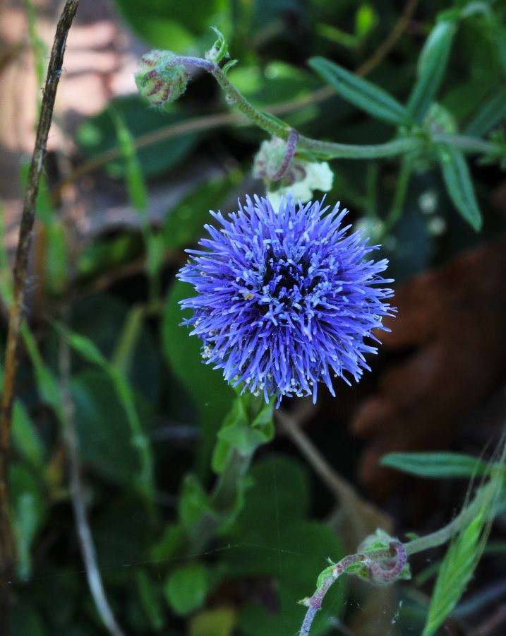 Globularia bisnagarica  / Vedovelle dei prati