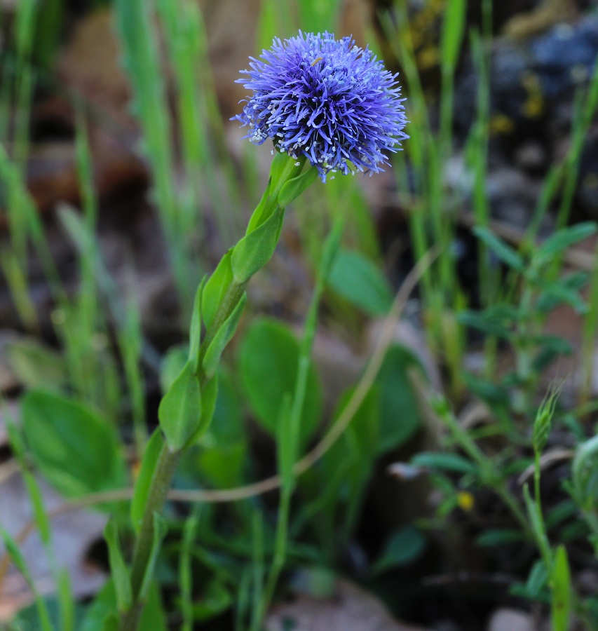 Globularia bisnagarica  / Vedovelle dei prati