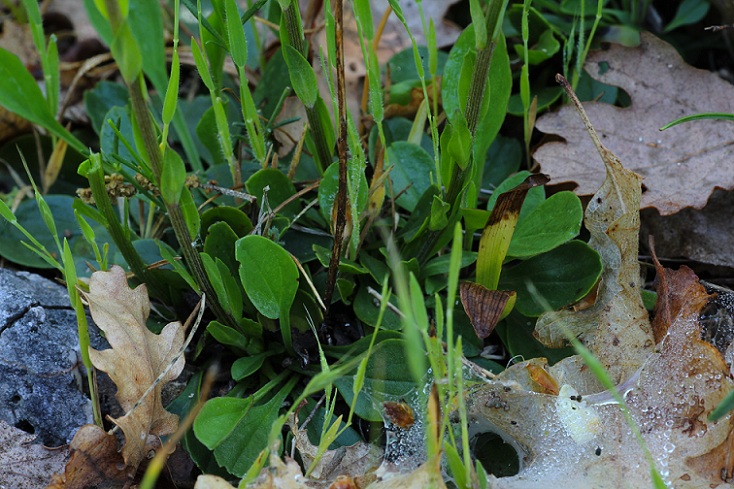 Globularia bisnagarica  / Vedovelle dei prati