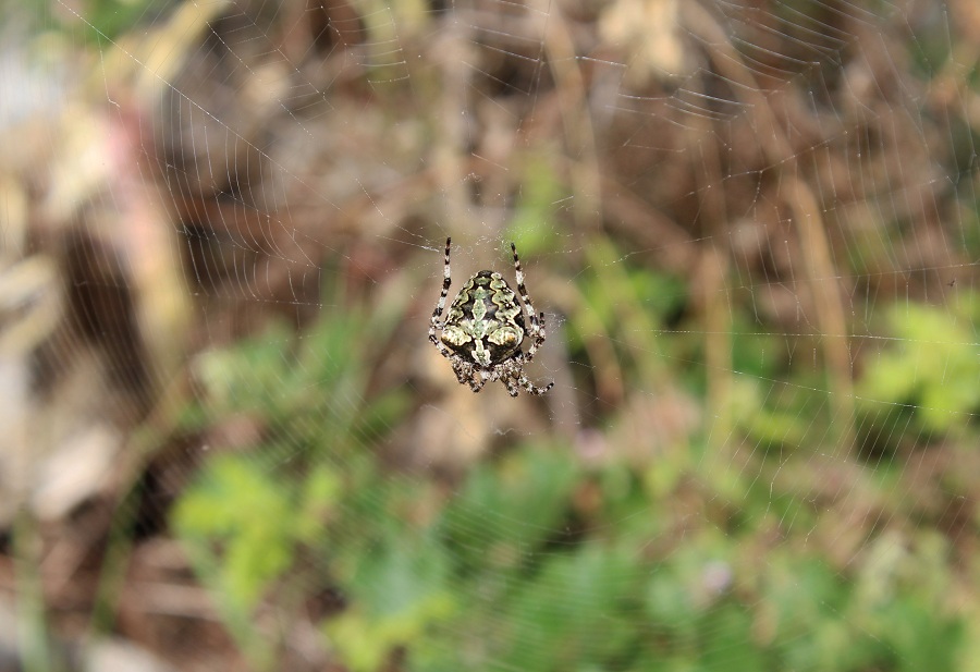 Araneus circe o Araneus angulatus?  - Manfredonia Gargano (FG)