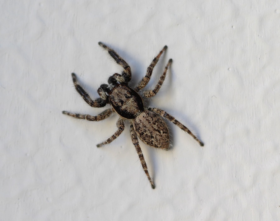 Menemerus sp.  - Manfredonia Gargano (FG)