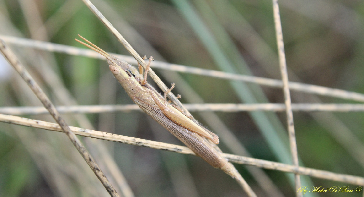 Tropidopola cylindrica