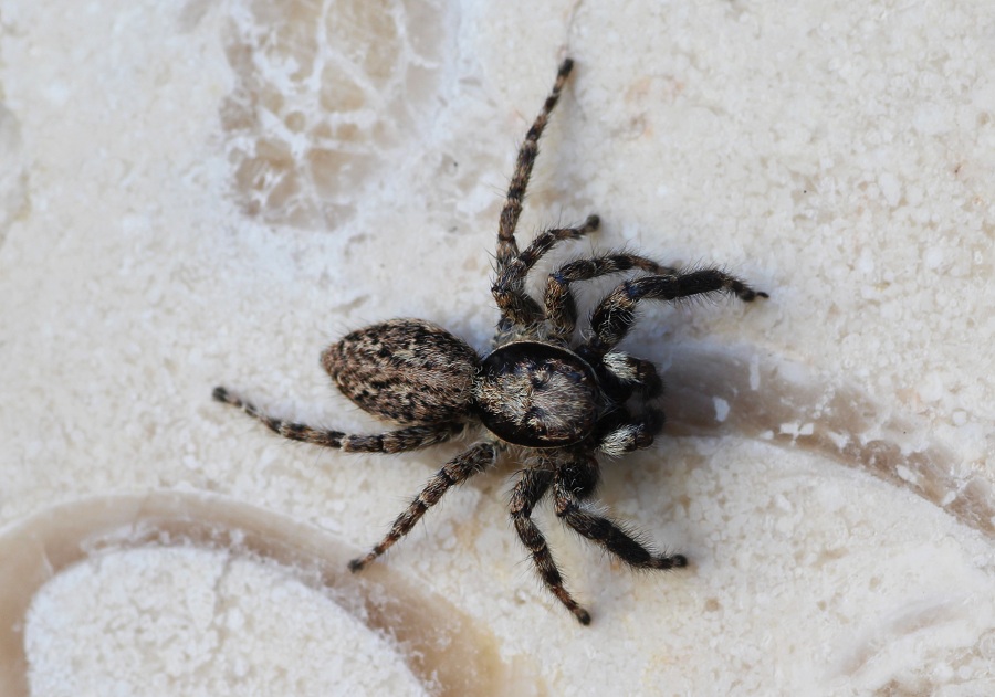 Menemerus sp.  - Manfredonia Gargano (FG)