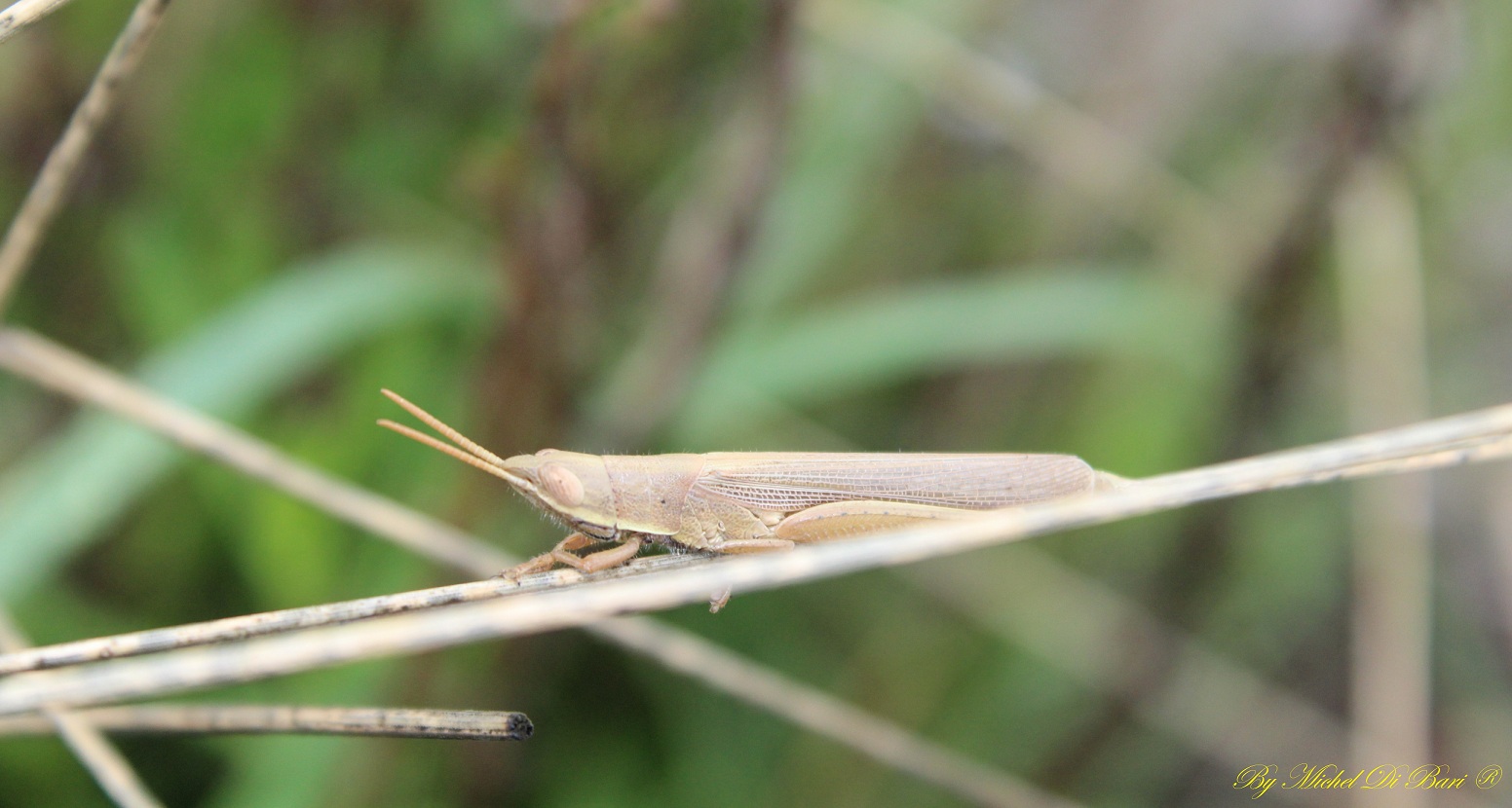 Tropidopola cylindrica