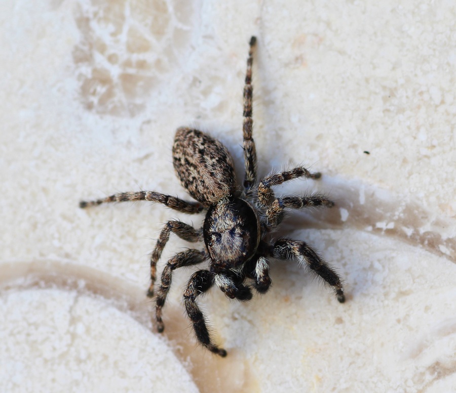 Menemerus sp.  - Manfredonia Gargano (FG)