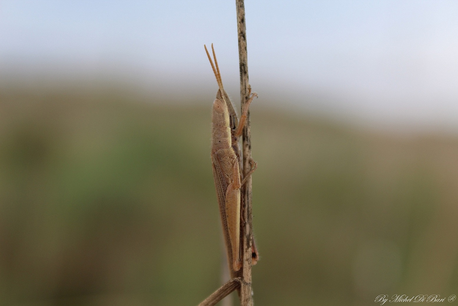 Tropidopola cylindrica