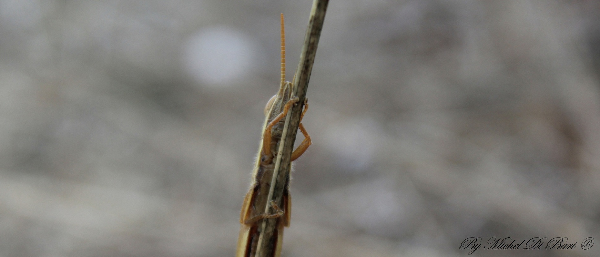 Tropidopola cylindrica