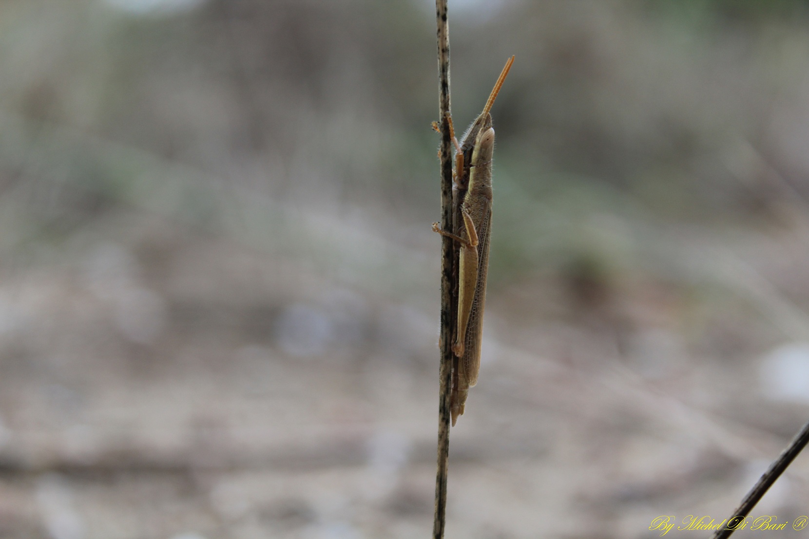 Tropidopola cylindrica