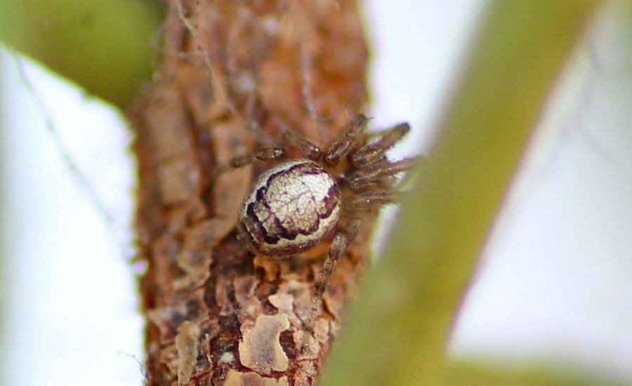 Zygiella sp. - Manfredonia (FG)