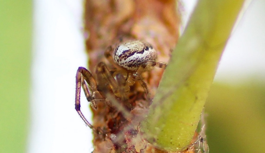 Zygiella sp. - Manfredonia (FG)