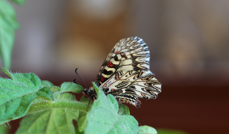 farfalla da id - Zerynthia (Zerynthia) cassandra