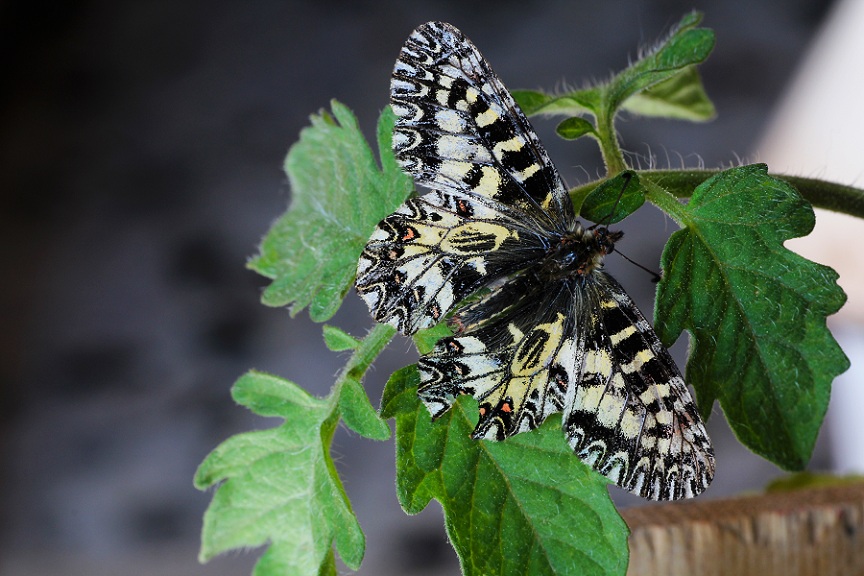 farfalla da id - Zerynthia (Zerynthia) cassandra