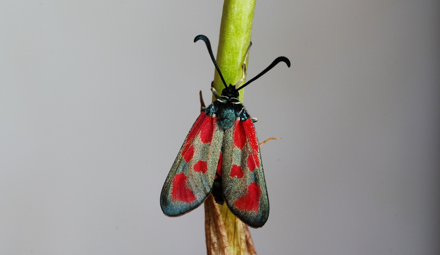 Da determinare -  Zygaena loti