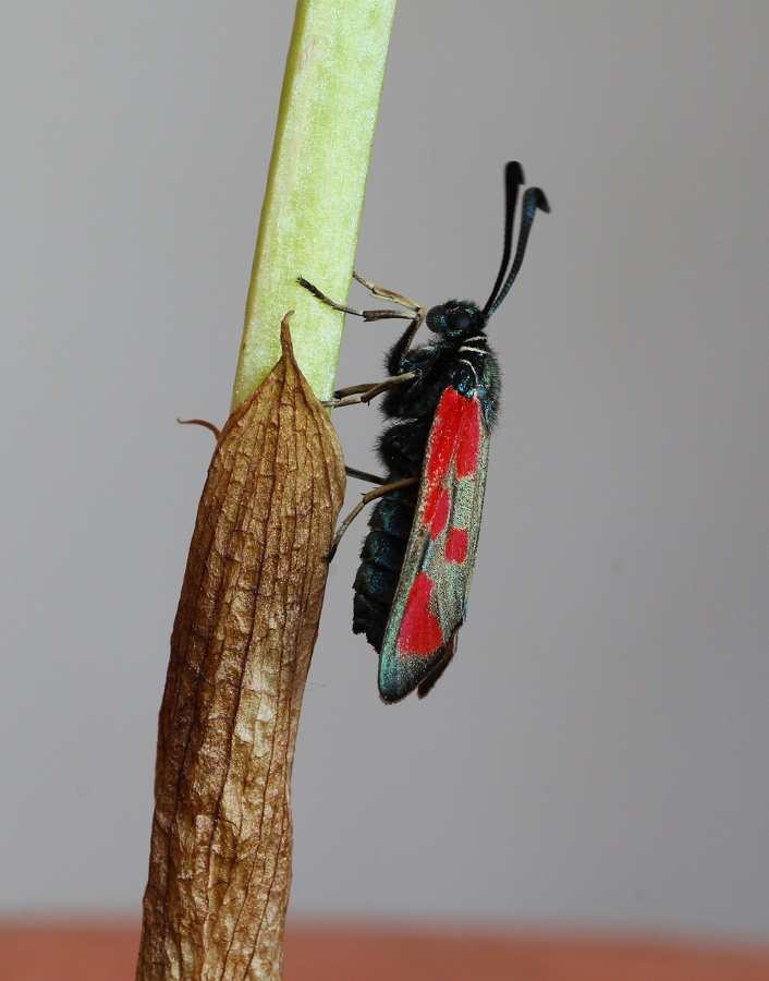 Da determinare -  Zygaena loti