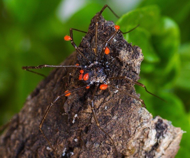 Opilione con acari:  Palangiidae:  Egaenus sp. opp. Zacheus sp.