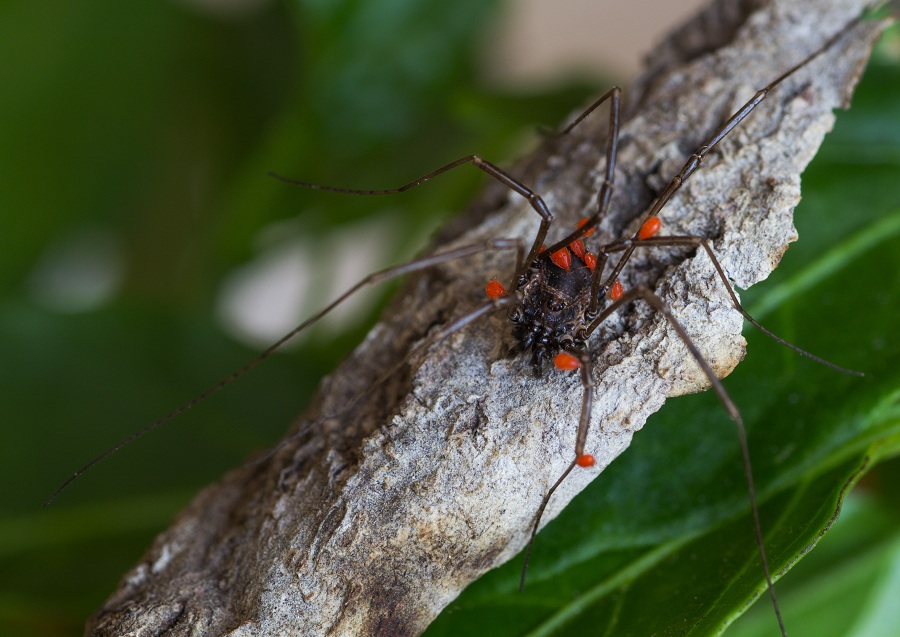 Opilione con acari:  Palangiidae:  Egaenus sp. opp. Zacheus sp.