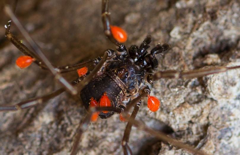 Opilione con acari:  Palangiidae:  Egaenus sp. opp. Zacheus sp.