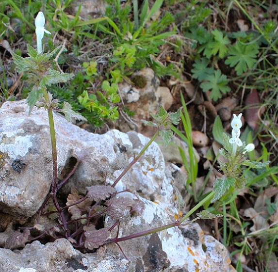 Lamium bifidum