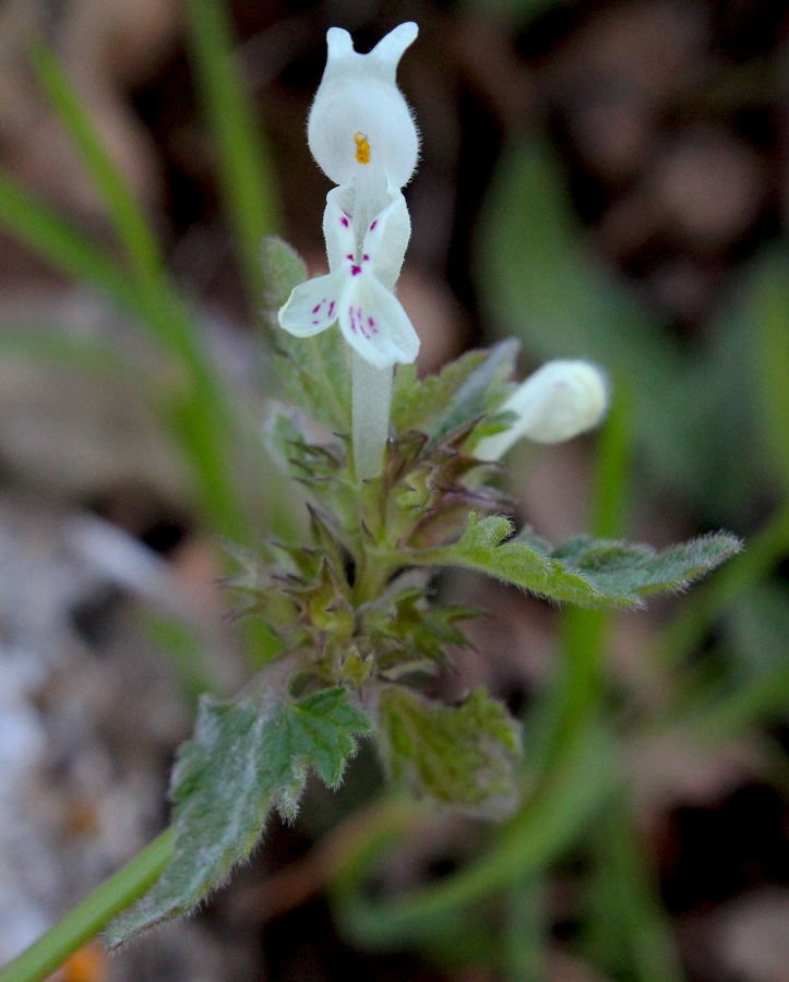 Lamium bifidum