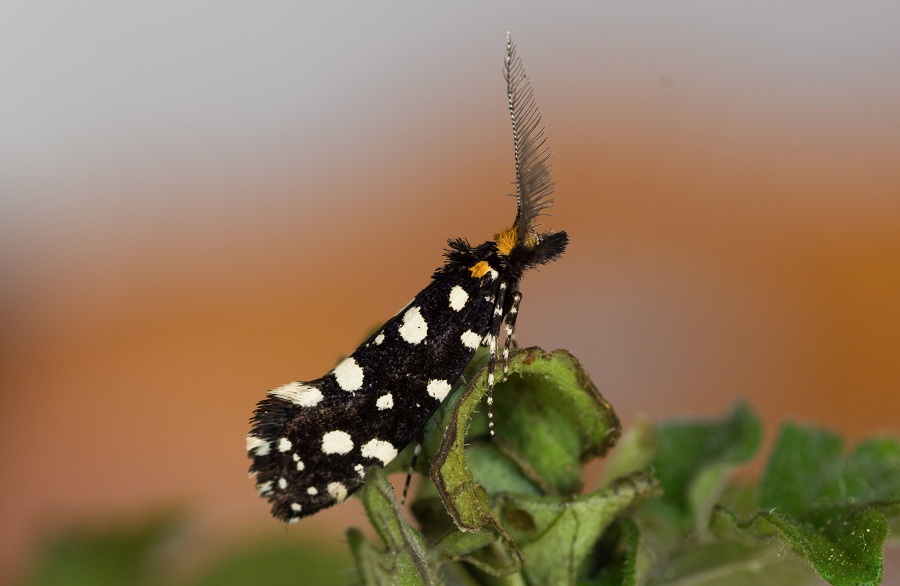 lepidottero da id - Euplocamus anthracinalis, Tineidae