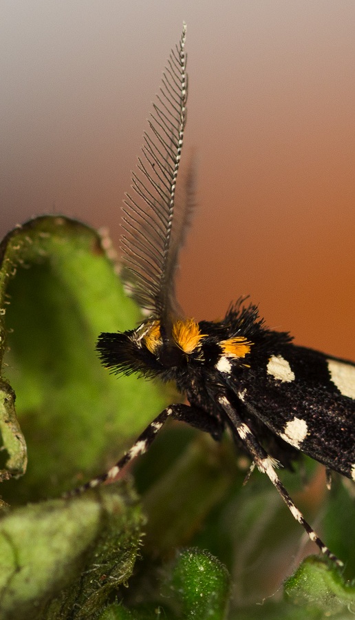 lepidottero da id - Euplocamus anthracinalis, Tineidae