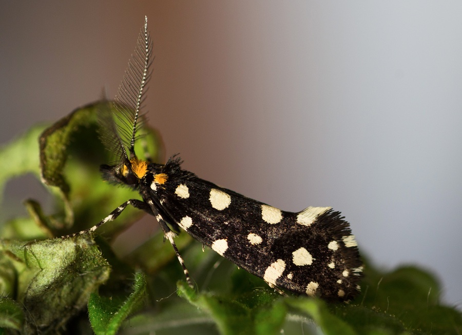 lepidottero da id - Euplocamus anthracinalis, Tineidae