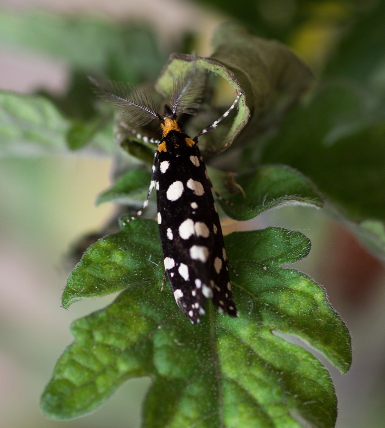 lepidottero da id - Euplocamus anthracinalis, Tineidae